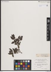 Foto von Salix breviserrata Flod.